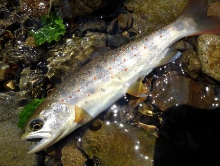 尺イワナハンティング ～長良川水系～